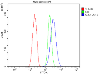 Anti-liver Arginase/ARG1 Antibody (monoclonal, 2B12)
