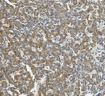 Anti-Cytochrome p450 2C19/CYP2C19 Antibody (monoclonal, 10G5)