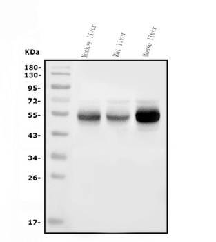 Anti-Cytochrome p450 2C19/CYP2C19 Antibody (monoclonal, 10G5)