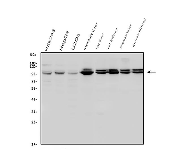Anti-Aconitase 1/ACO1 Antibody