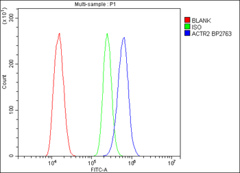 Anti-Arp2/ACTR2 Antibody