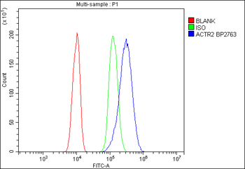 Anti-Arp2/ACTR2 Antibody