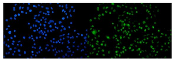 Anti-Arp2/ACTR2 Antibody