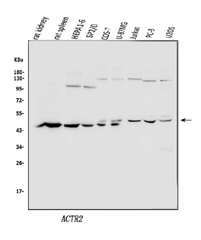 Anti-Arp2/ACTR2 Antibody