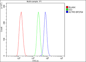 Anti-Arp3/ACTR3 Antibody