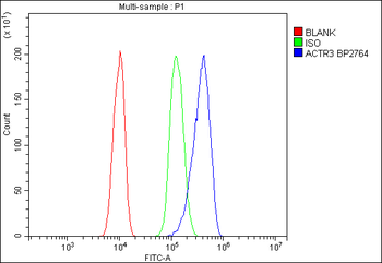 Anti-Arp3/ACTR3 Antibody