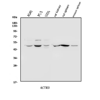 Anti-Arp3/ACTR3 Antibody