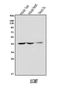 Anti-Cyt 19/As3mt Antibody