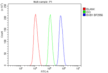 Bub1 Rabbit Polyclonal Antibody