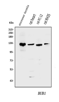 Anti-Bub1 Antibody