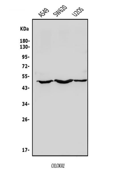 Anti-NDP52/CALCOCO2 Antibody