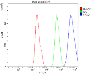 Anti-Caveolin-2/CAV2 Antibody