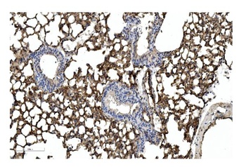 Caveolin-2/CAV2 Antibody