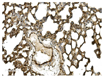Anti-Caveolin-2/CAV2 Antibody