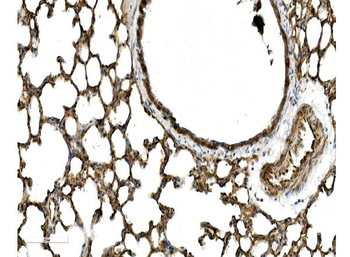 Anti-Caveolin-2/CAV2 Antibody