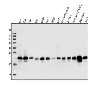 Anti-Caveolin-2/CAV2 Antibody