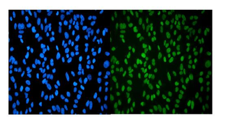 Anti-HP1 alpha/CBX5 Antibody