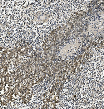 Anti-HP1 alpha/CBX5 Antibody