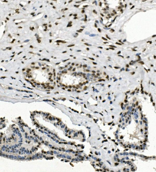 Anti-HP1 alpha/CBX5 Antibody
