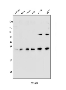 Anti-HP1 alpha/CBX5 Antibody
