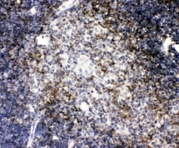 CD4 Antibody