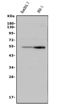 CD4 Antibody
