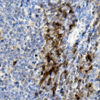 Anti-CD8 alpha/Cd8a Antibody