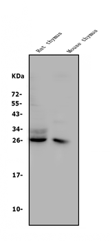 Anti-CD8 alpha/Cd8a Antibody
