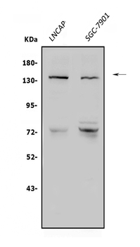 N-Cadherin-2 CDH2 CD325-Antibody