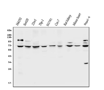 Anti-CLPB Antibody