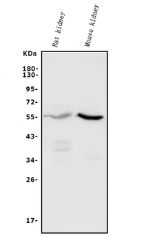 CYP11B1/C11B2/CYP11B2 Antibody