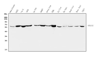 Anti-CYP27A1 Antibody