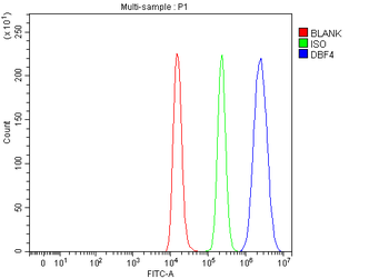 DBF4 Antibody