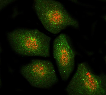Anti-DBF4 Antibody