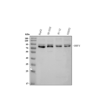 Anti-DBF4 Antibody