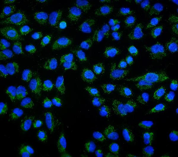 Anti-DLL1 Antibody