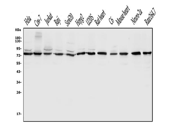 Anti-DLL1 Antibody