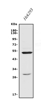 Anti-Endothelin A Receptor/ET-A/EDNRA Antibody