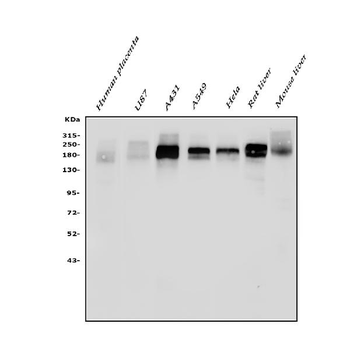 Anti-EGFR Antibody