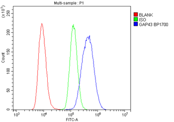 GAP43 Antibody