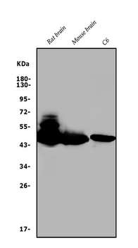 Anti-GAP43 Antibody