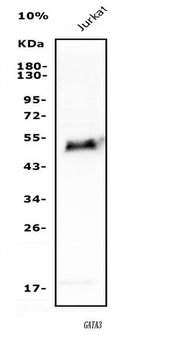 Anti-GATA3 Antibody