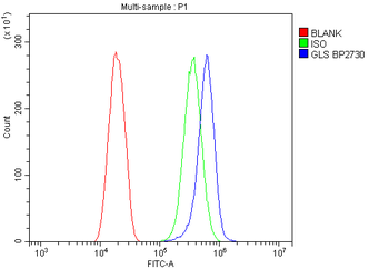 Anti-Glutaminase/GLS Antibody