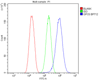 Anti-Glypican 5/GPC5 Antibody