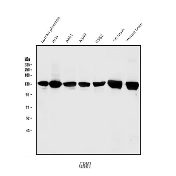 Anti-mGluR1/GRM1 Antibody