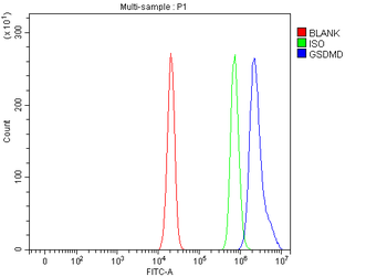 GSDMD Antibody