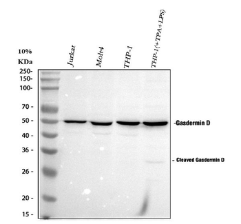 Anti-GSDMD Antibody