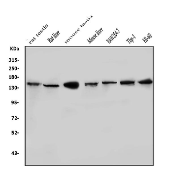 HDAC9 Antibody