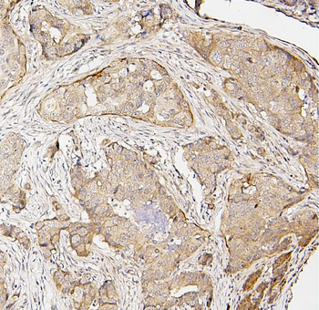 Anti-IRF3 Antibody