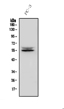 Anti-IRF3 Antibody